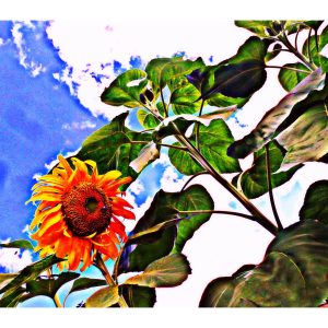 Photography 23
