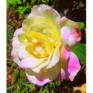 Photography 29